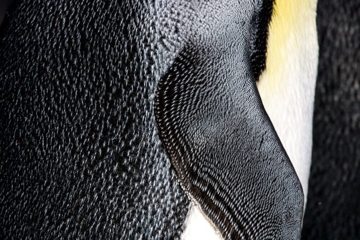 penguin feathers